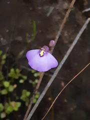 Utricularia dichotoma