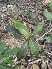 Ficus opposita
