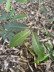 Ficus opposita
