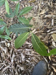 Ficus opposita
