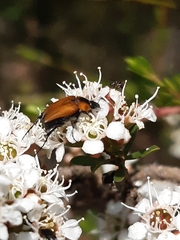 Phyllotocus rufipennis