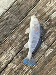 Sciaenops ocellatus