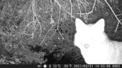 Canis aureus syriacus