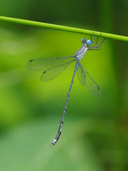 Lestes tridens