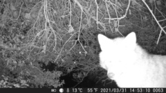 Canis aureus syriacus