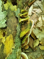 Metuloidea reniformis