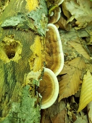 Metuloidea reniformis