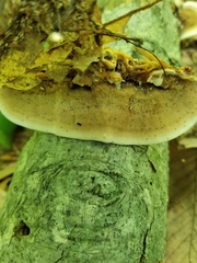 Metuloidea reniformis