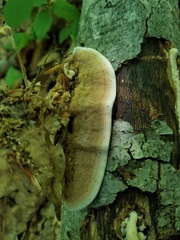 Metuloidea reniformis