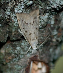 Calamotropha paludella