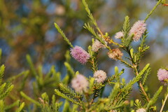 Melaleuca decussata