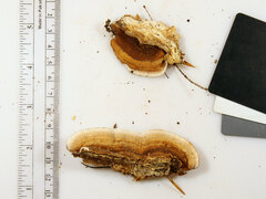 Metuloidea reniformis