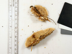 Metuloidea reniformis