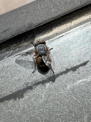 Diptera
