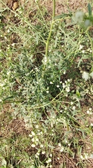 Parthenium hysterophorus