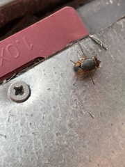 Diptera