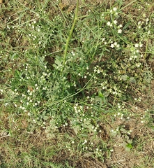 Parthenium hysterophorus