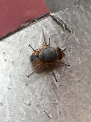 Diptera