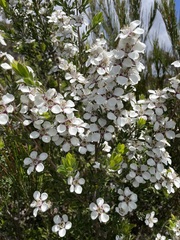 Leptospermum turbinatum