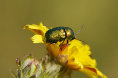 Cryptocephalus sericeus