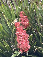 Entomyzon cyanotis