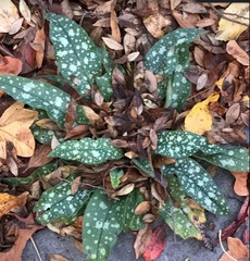 Pulmonaria officinalis