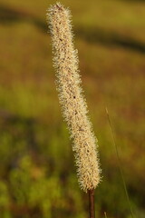 Xanthorrhoea caespitosa