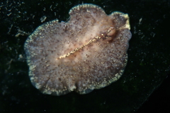 Pseudoceros canadensis