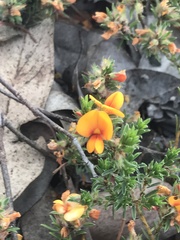 Pultenaea subspicata