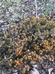 Pultenaea subspicata