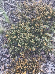 Pultenaea subspicata