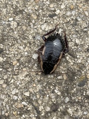 Drymaplaneta semivitta