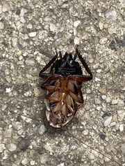 Drymaplaneta semivitta