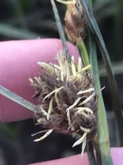 Bolboschoenus caldwellii