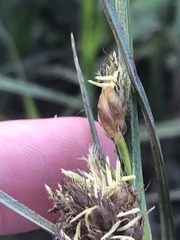 Bolboschoenus caldwellii