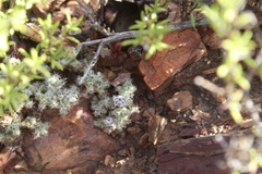 Trichodiadema marlothii