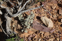 Trichodiadema marlothii