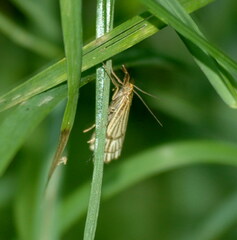 Chrysocrambus