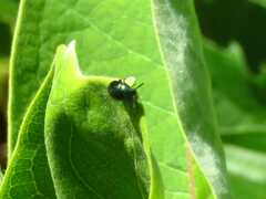 Chrysolina coerulans