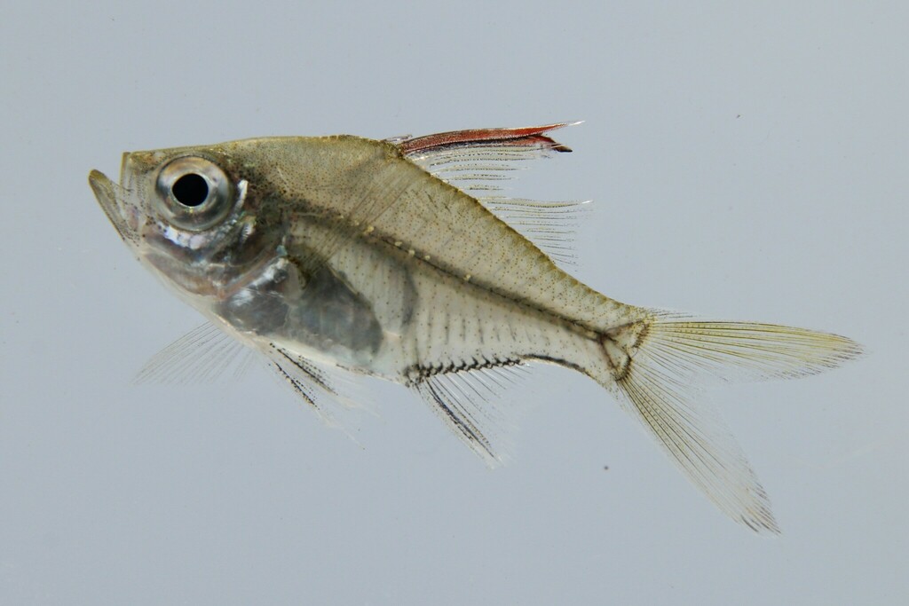 Glass Perch