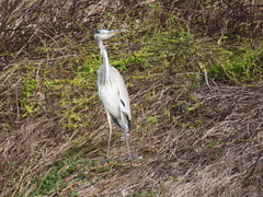 Ardea cinerea jouyi