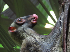 Galeopterus variegatus