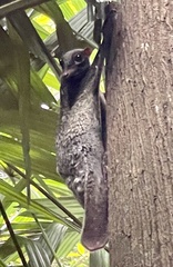 Galeopterus variegatus