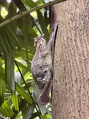 Galeopterus variegatus