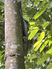 Galeopterus variegatus