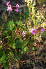 Pelargonium rodneyanum
