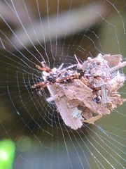 Cyclosa