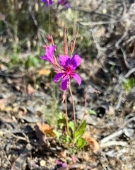 Pelargonium rodneyanum