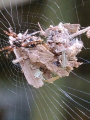Cyclosa