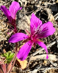 Pelargonium rodneyanum